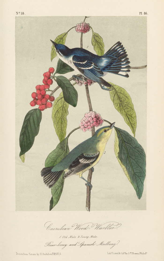 Caerulean Wood-Warbler - Bear-berry and Spanish Mulberry